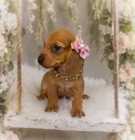 Josefina, a female Miniature Dachshund for sale in Anderson, MO – 1 of 3