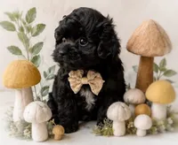 Louie, a male Shihpoo for sale in Anderson, MO – 5 of 8