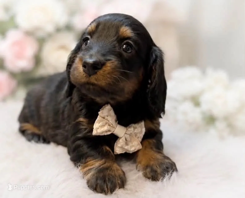 Marshall – Miniature Dachshund puppy for sale in Anderson, MO