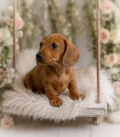 Luciano, a male Miniature Dachshund for sale in Anderson, MO – 3 of 3