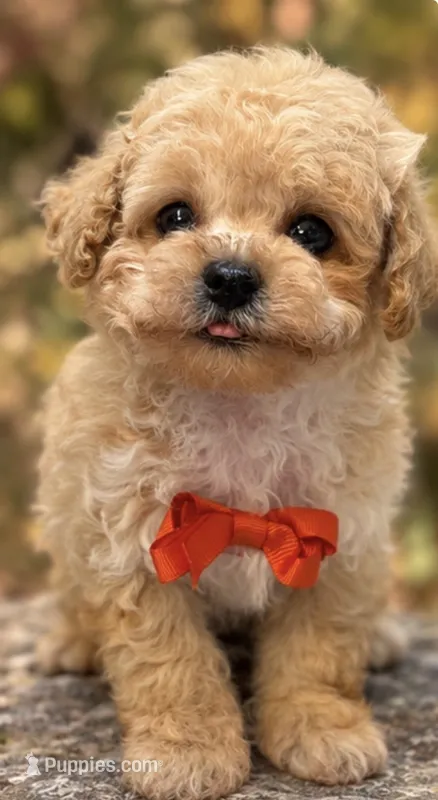 Marc – Poodle - Toy  puppy on hold in Anderson, MO