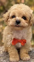 Marc, a male Poodle - Toy  for sale in Anderson, MO – 1 of 6