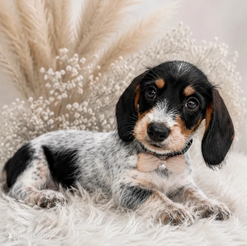 Tripp – Miniature Dachshund puppy for sale in Anderson, MO