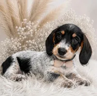 Tripp, a male Miniature Dachshund for sale in Anderson, MO – 1 of 5