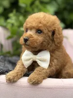 Linus, a male Poodle - Toy  for sale in Anderson, MO – 3 of 5