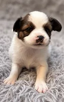 Ziggy, a male Papillon for sale in Anderson, MO – 3 of 3