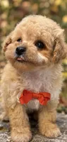 Marc, a male Poodle - Toy  for sale in Anderson, MO – 6 of 6