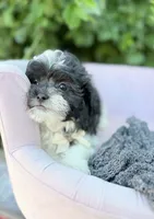 Alexander , a male Shihpoo for sale in Anderson, MO – 2 of 4