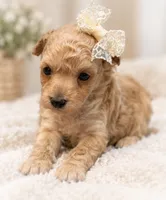 Natasha, a female Poodle - Toy  for sale in Anderson, MO – 1 of 6