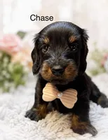 Chase, a male Miniature Dachshund for sale in Anderson, MO – 1 of 4