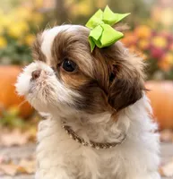 Olivia, a female Shih Tzu for sale in Anderson, MO – 3 of 3