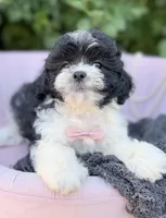 Vincent, a male Shihpoo for sale in Anderson, MO – 2 of 4