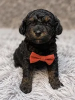 Claude, a male Poodle - Toy  for sale in Anderson, MO – 1 of 2