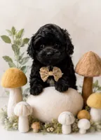 Louie, a male Shihpoo for sale in Anderson, MO – 6 of 8