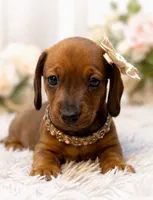 Rubarb, a female Miniature Dachshund for sale in Anderson, MO – 2 of 5