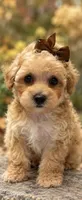 Natasha, a female Poodle - Toy  for sale in Anderson, MO – 5 of 6