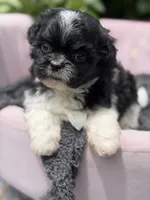 Harlow, a male Mal Shi for sale in Anderson, MO – 3 of 4