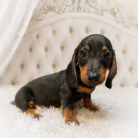Lorenzo, a male Miniature Dachshund for sale in Anderson, MO – 2 of 9