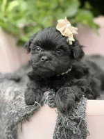Charlotte, a female Mal Shi for sale in Anderson, MO – 2 of 3