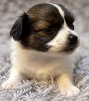 Percy , a male Papillon for sale in Anderson, MO – 2 of 3