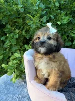 Prim, a female Shihpoo for sale in Anderson, MO – 3 of 5