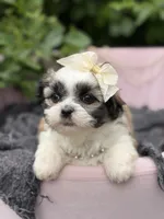 Penelope, a female Mal Shi for sale in Anderson, MO – 2 of 3