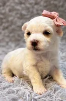 Daisy , a female Maltese for sale in Anderson, MO – 3 of 3