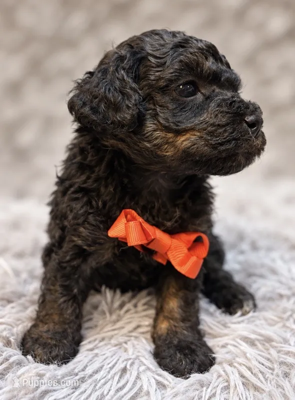 Ducky – Poodle - Toy  puppy for sale in Anderson, MO