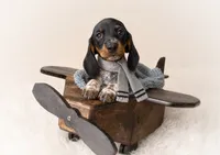 Haney, a male Miniature Dachshund for sale in Anderson, MO – 2 of 3