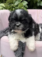 Harlow, a male Mal Shi for sale in Anderson, MO – 4 of 4
