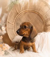 Oscar, a male Miniature Dachshund for sale in Anderson, MO – 2 of 3