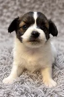 Percy , a male Papillon for sale in Anderson, MO – 3 of 3