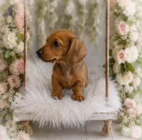 Javier, a male Miniature Dachshund for sale in Anderson, MO – 1 of 3