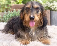 Rubarb, a female Miniature Dachshund for sale in Anderson, MO – 5 of 5