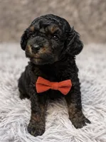 Claude, a male Poodle - Toy  for sale in Anderson, MO – 2 of 2
