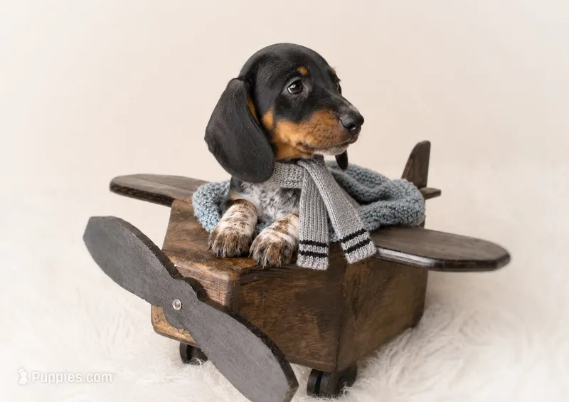 Haney – Miniature Dachshund puppy for sale in Anderson, MO