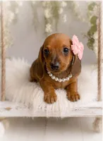 Amalia, a female Miniature Dachshund for sale in Anderson, MO – 2 of 3