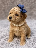 Flossie, a female Poodle - Toy  for sale in Anderson, MO – 2 of 2