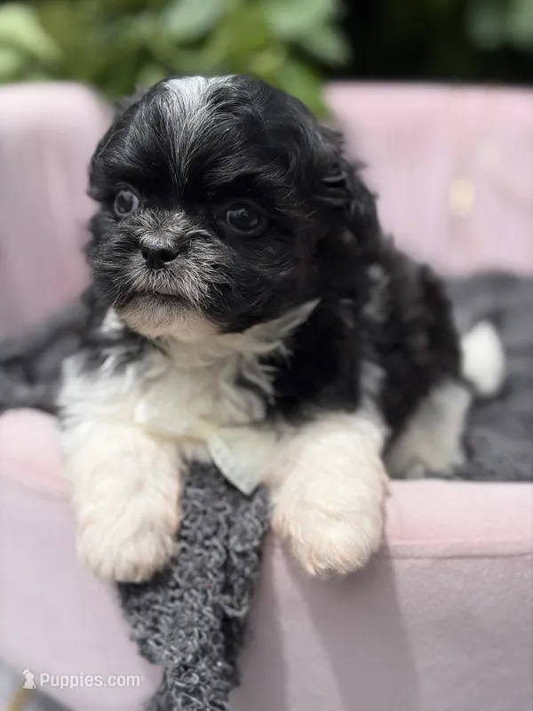 Harlow – Mal Shi puppy for sale in Anderson, MO