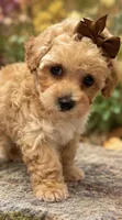 Natasha, a female Poodle - Toy  for sale in Anderson, MO – 6 of 6