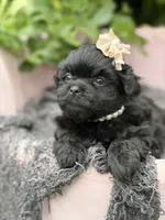Charlotte, a female Mal Shi for sale in Anderson, MO – 3 of 3