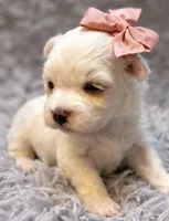 Daisy , a female Maltese for sale in Anderson, MO – 2 of 3