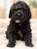 Bolt , a male Poodle - Toy  for sale in Anderson, MO – 6 of 6