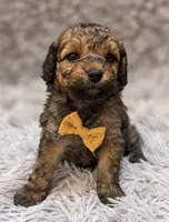 Eugene , a male Poodle - Toy  for sale in Anderson, MO – 2 of 2