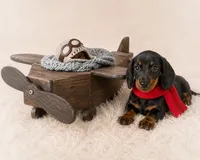 Mosby, a male Miniature Dachshund for sale in Anderson, MO – 2 of 3