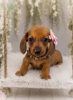 Josefina, a female Miniature Dachshund for sale in Anderson, MO – 3 of 3
