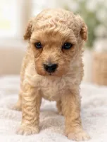 Marc, a male Poodle - Toy  for sale in Anderson, MO – 4 of 6