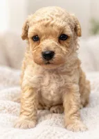 Marc, a male Poodle - Toy  for sale in Anderson, MO – 3 of 6