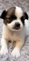 Barkley, a male Papillon for sale in Anderson, MO – 2 of 3