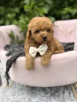 Linus, a male Poodle - Toy  for sale in Anderson, MO – 4 of 5